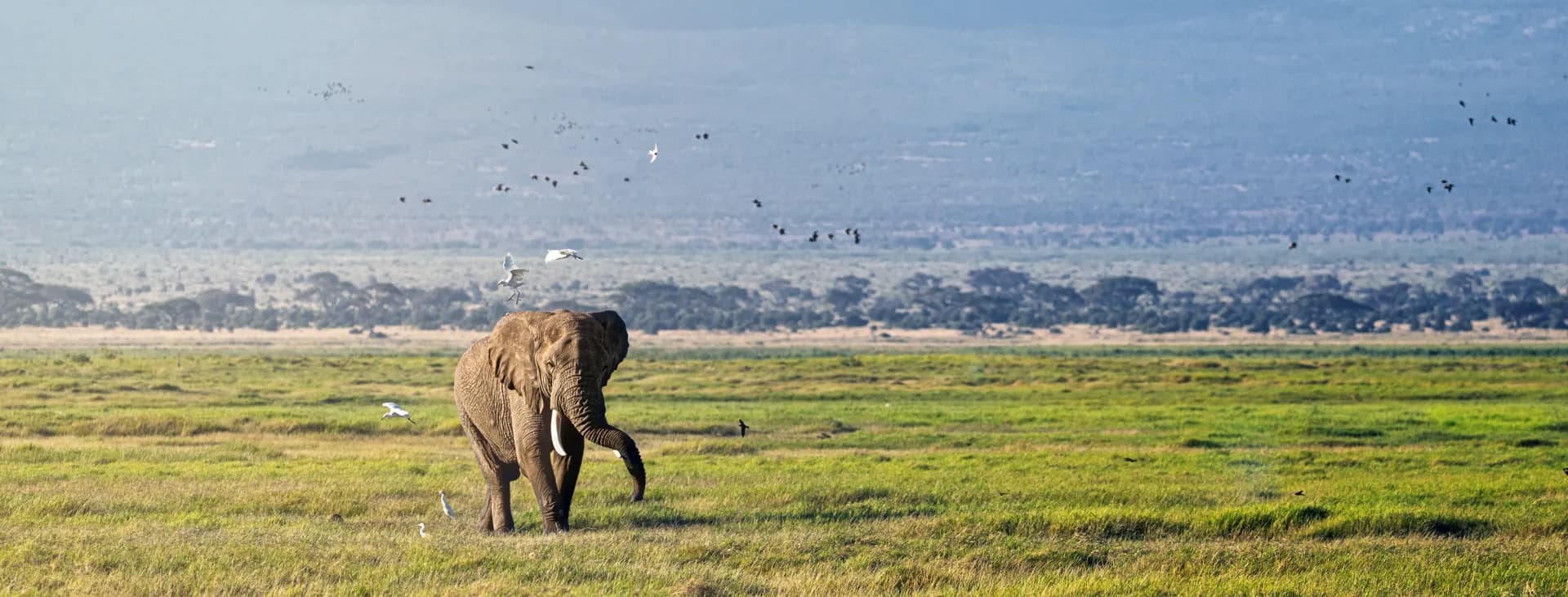 Majestic bull elephant wandering the open plains at sunrise