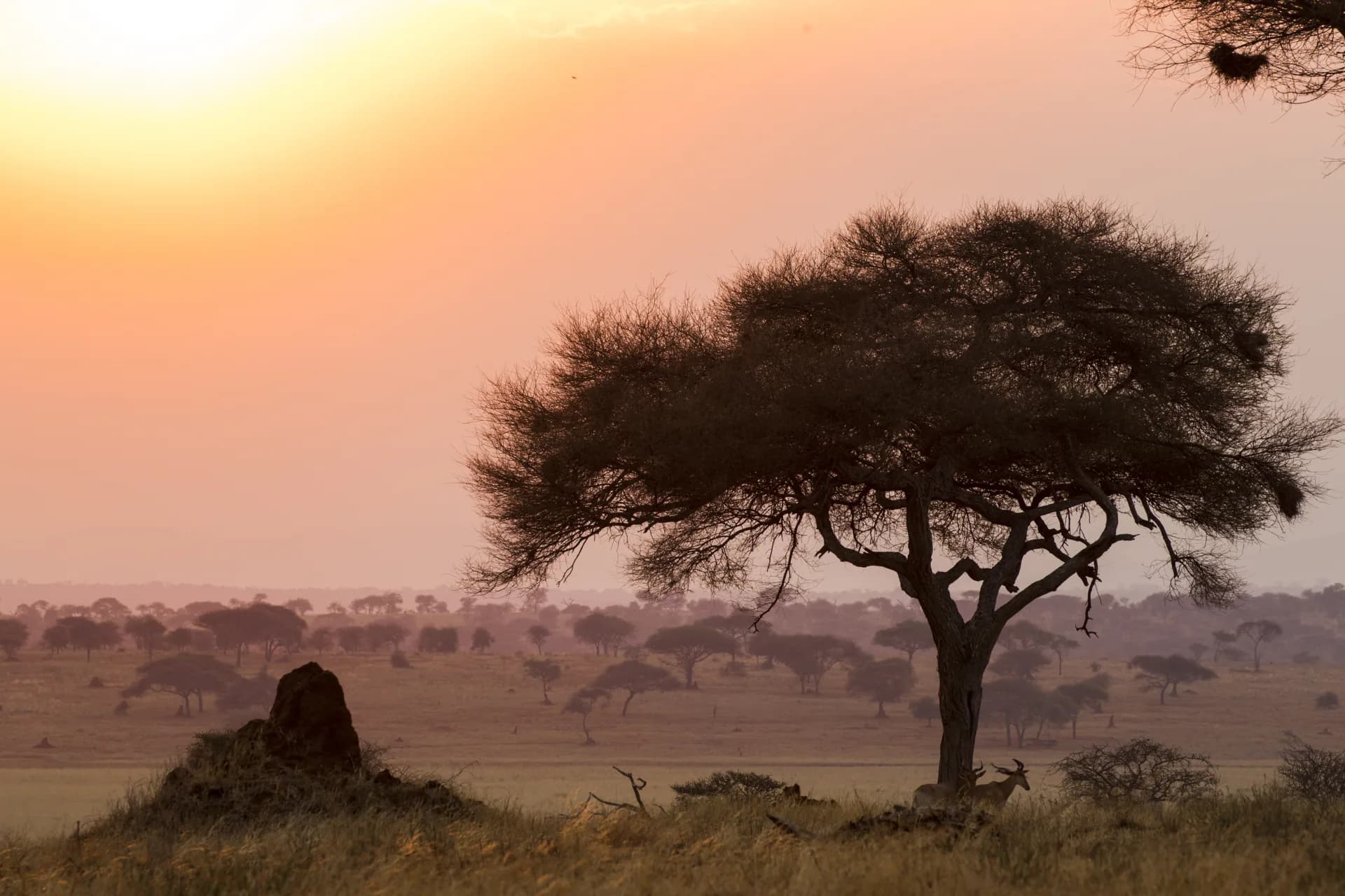 Golden hour sunset over the African savanna with acacia silhouette