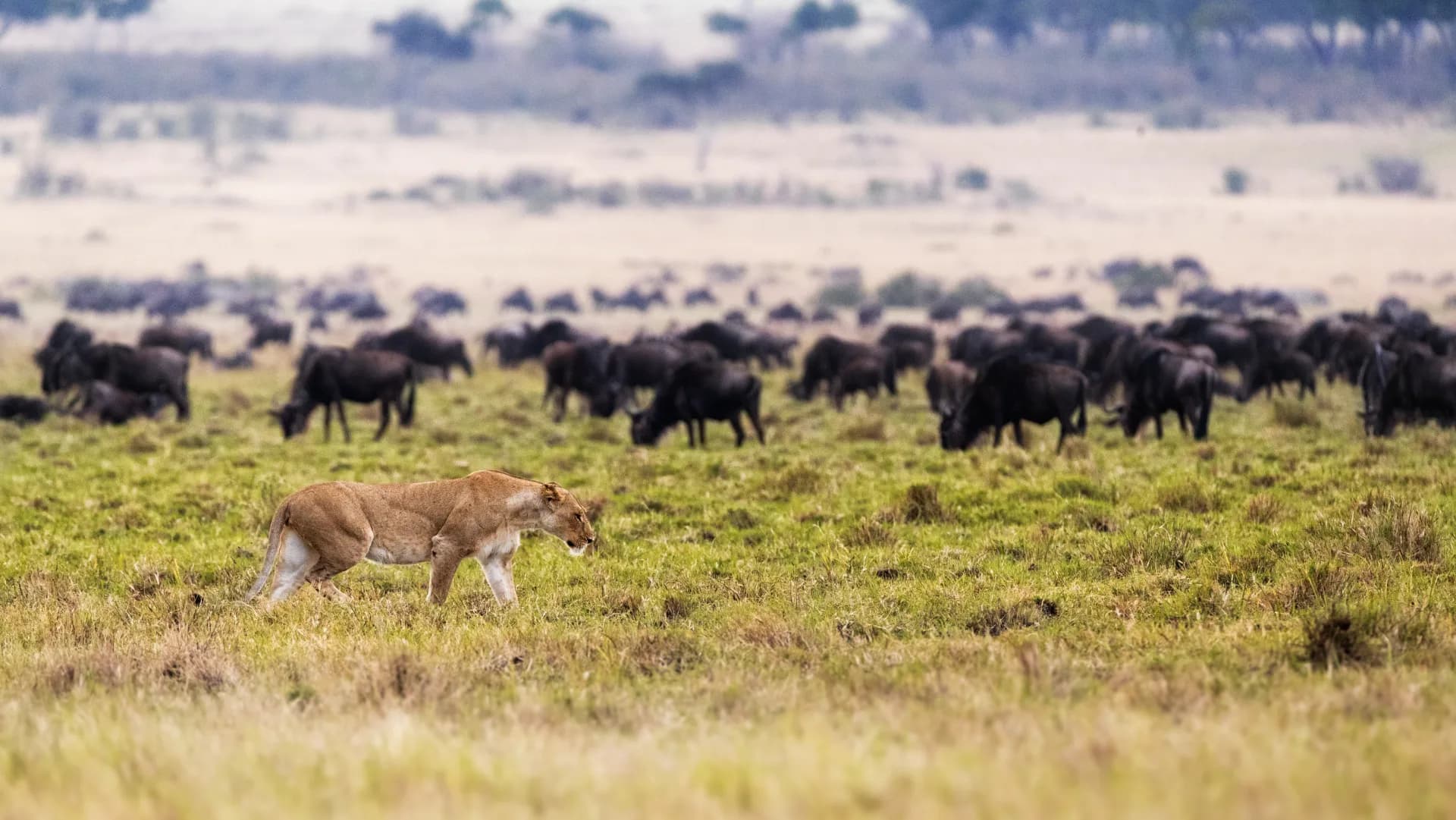 Lioness strolling through grassy savanna with wildebeest in the distance