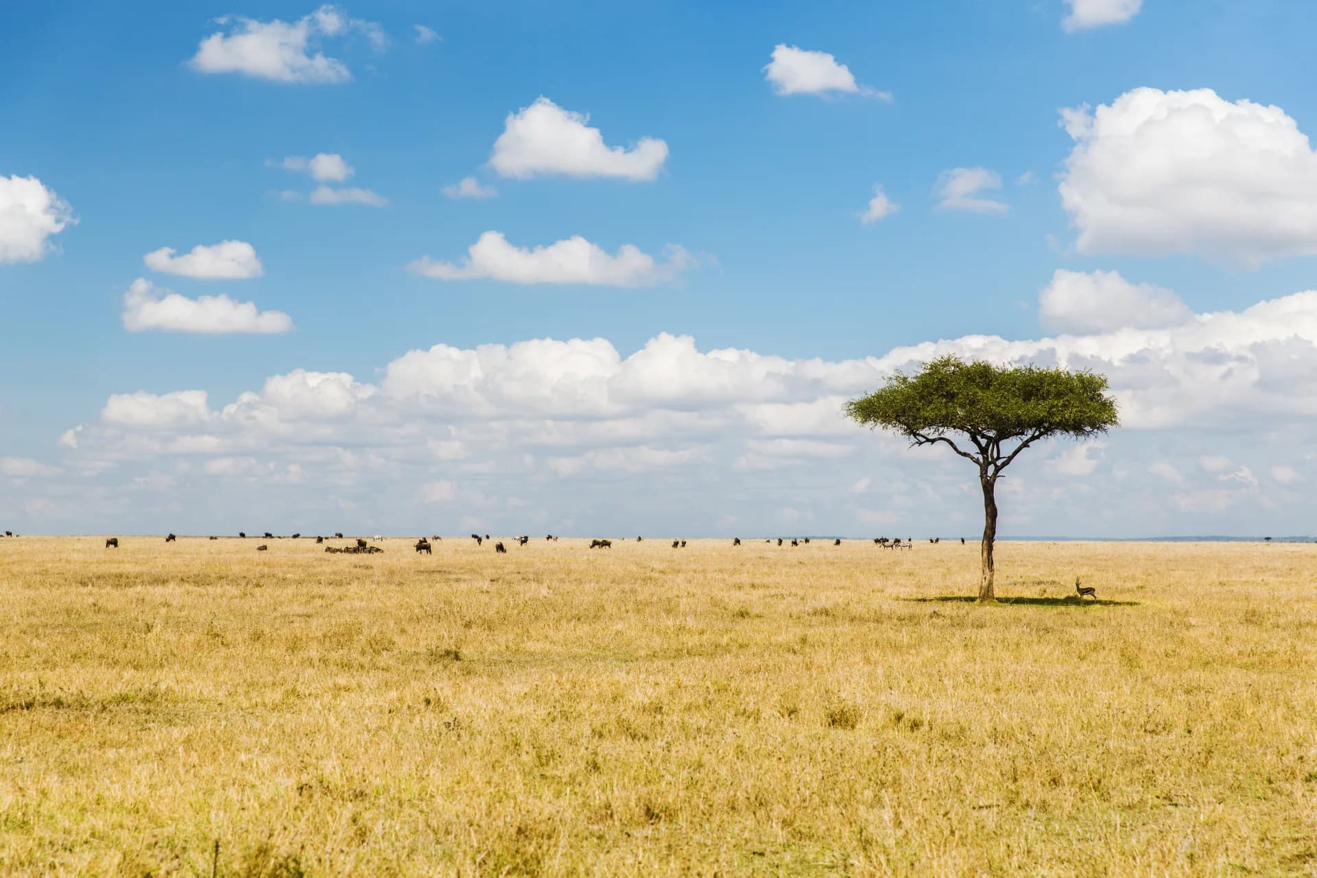 Wide open Serengeti plains — lone acacia tree under an endless blue sky