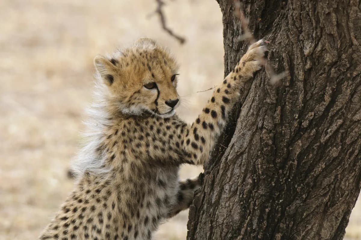 Cheetah cub in the Serengeti grass