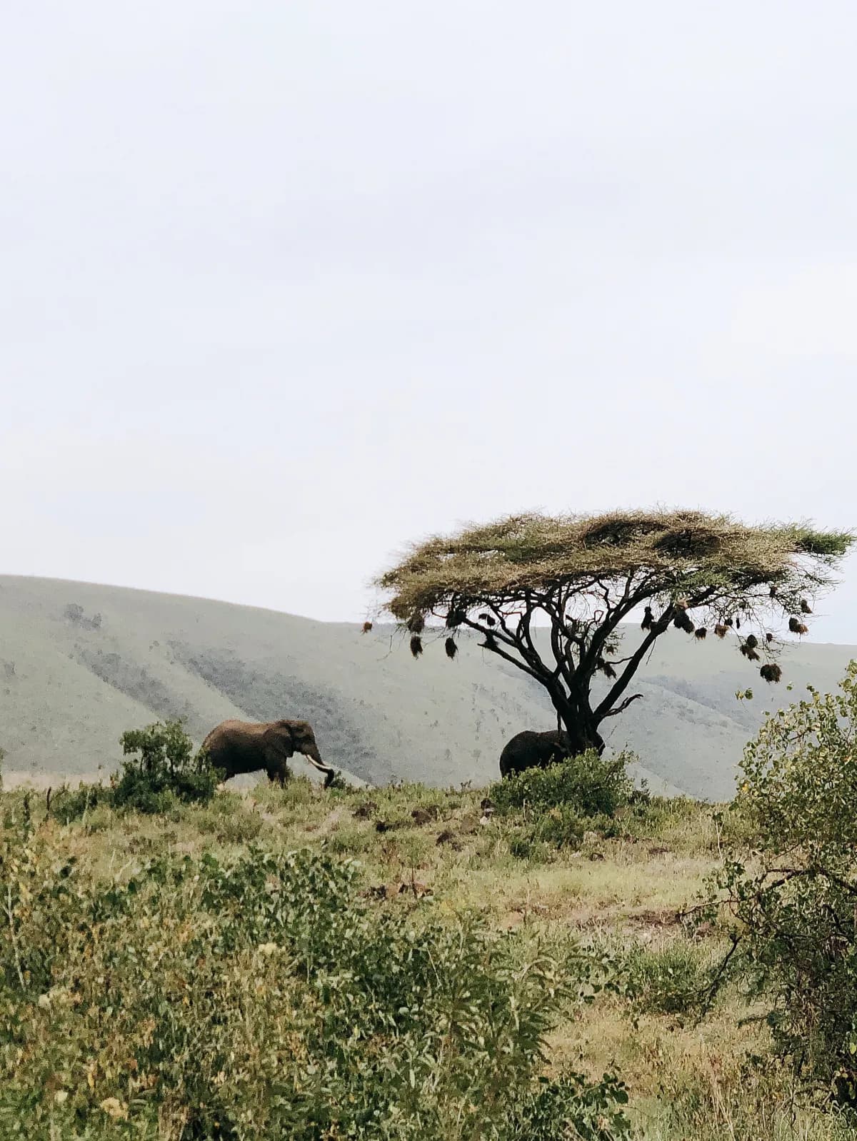 Elephant herd crossing open plains