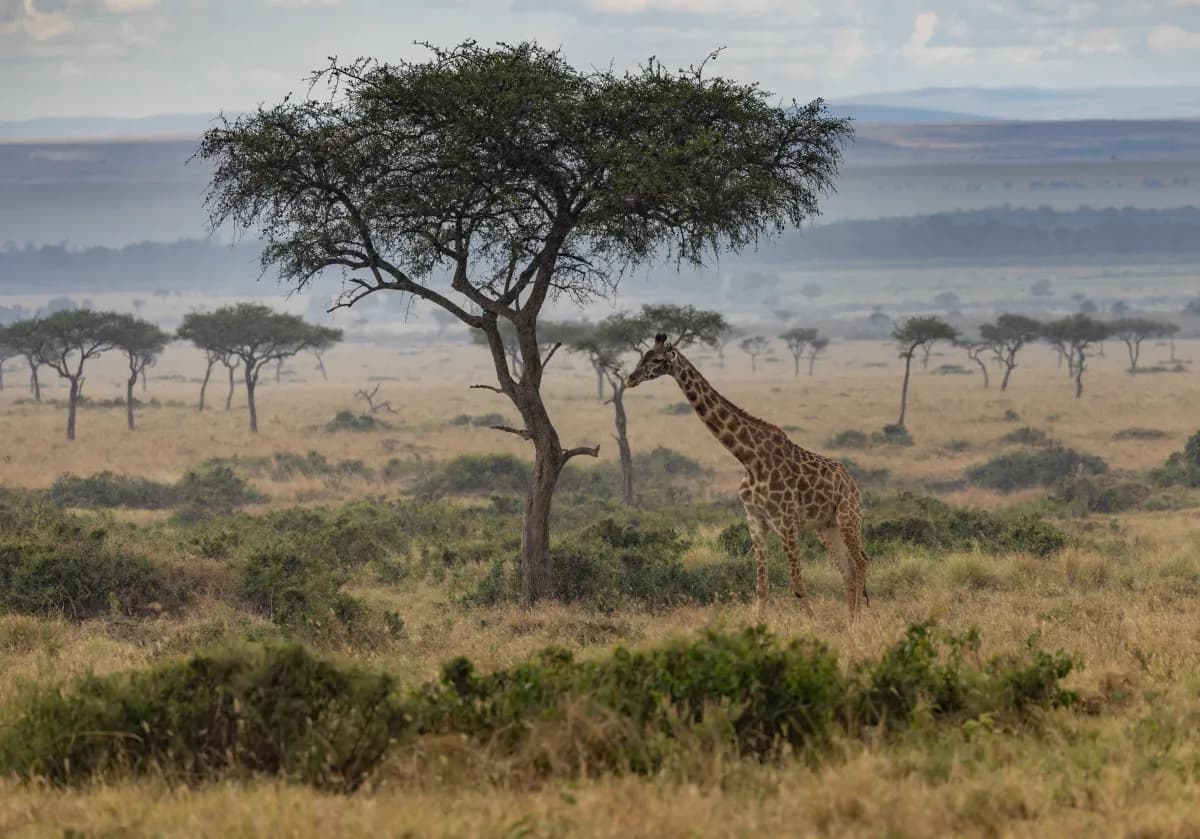Giraffe at golden sunrise on the Serengeti plains
