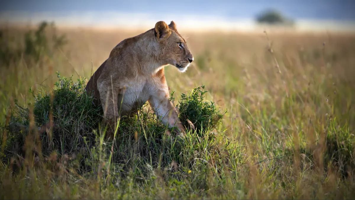 Lioness walking through golden savanna grass
