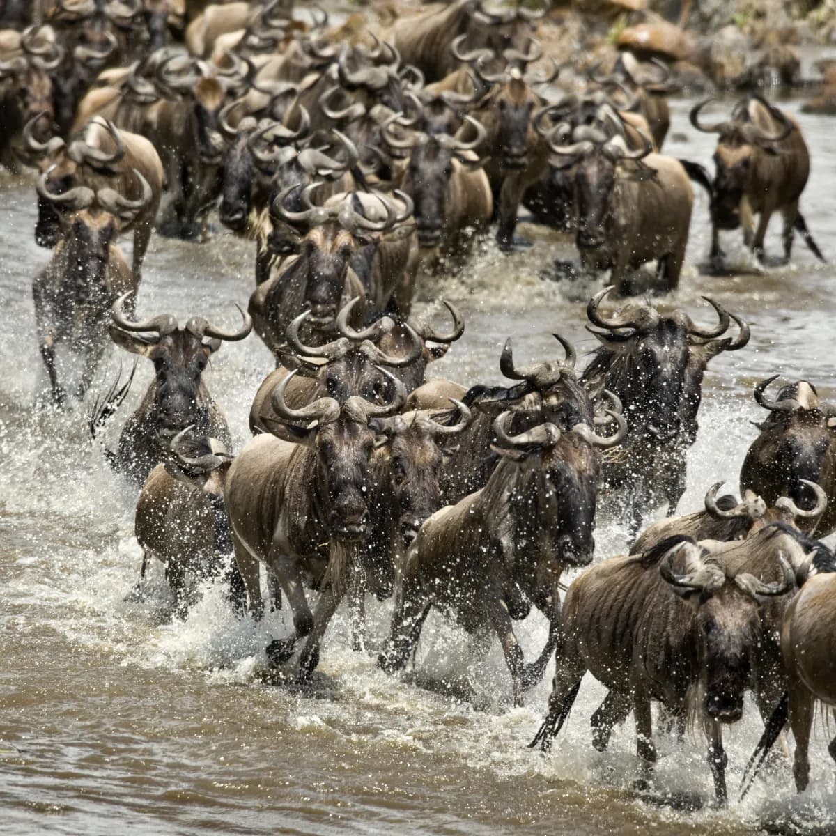 The Great Wildebeest Migration — thousands crossing the Mara River