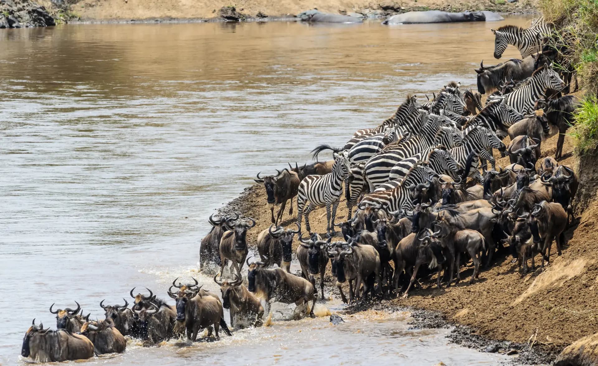 Wildebeest migration herd crossing the Rift Valley plains
