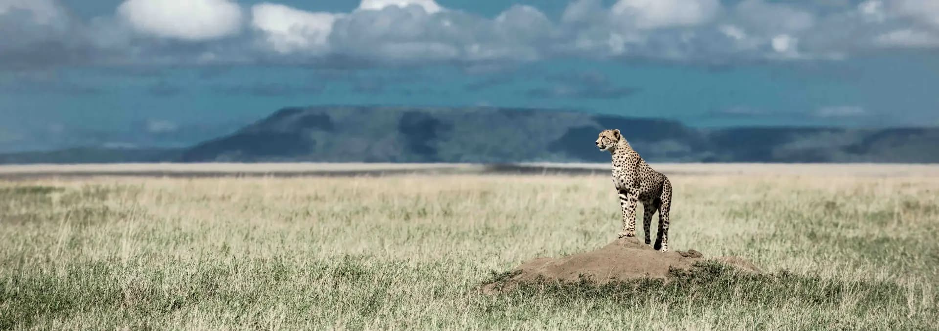 Ngorongoro Crater — cheetah surveying the vast crater floor