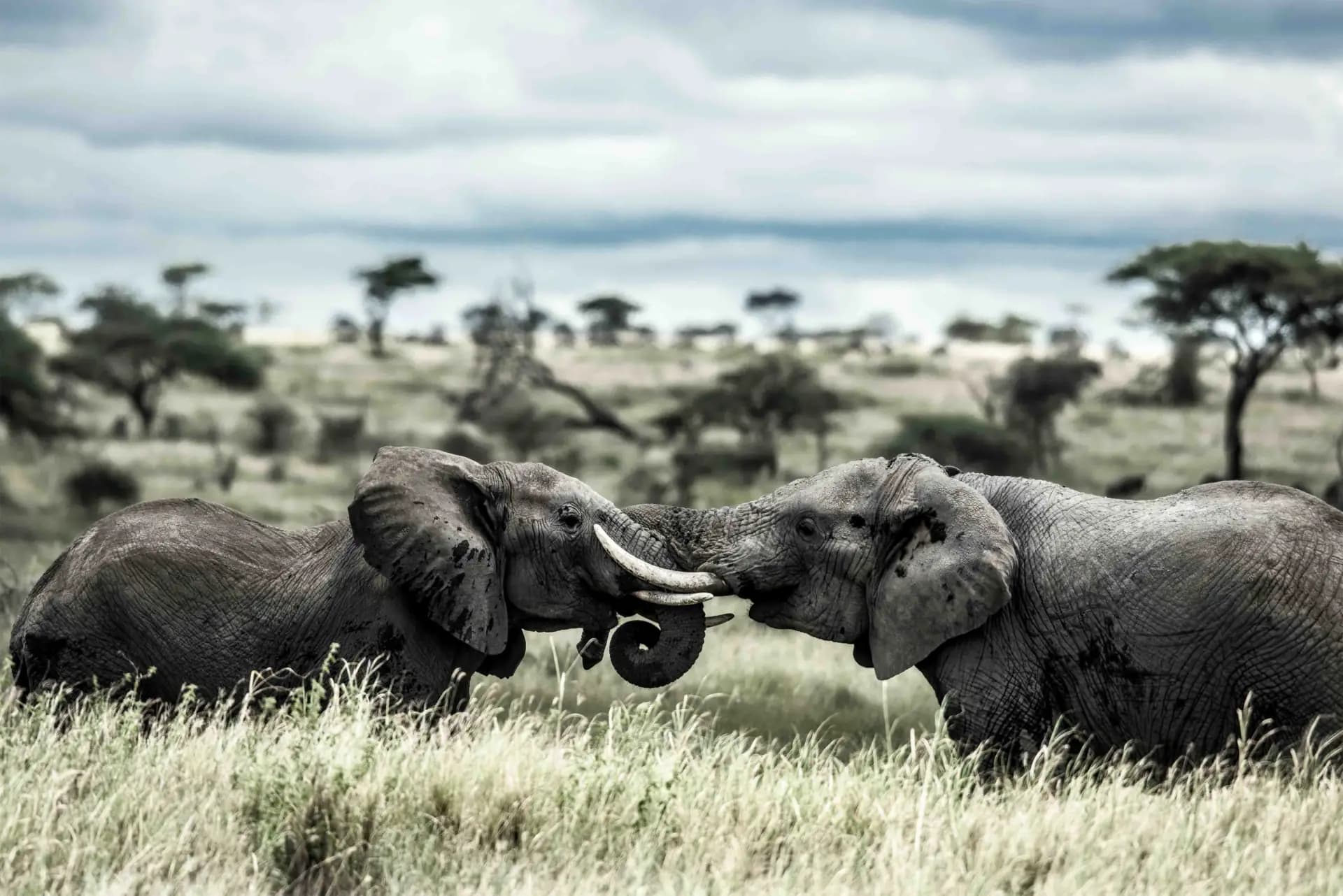 Two elephants touch trunks in the Serengeti