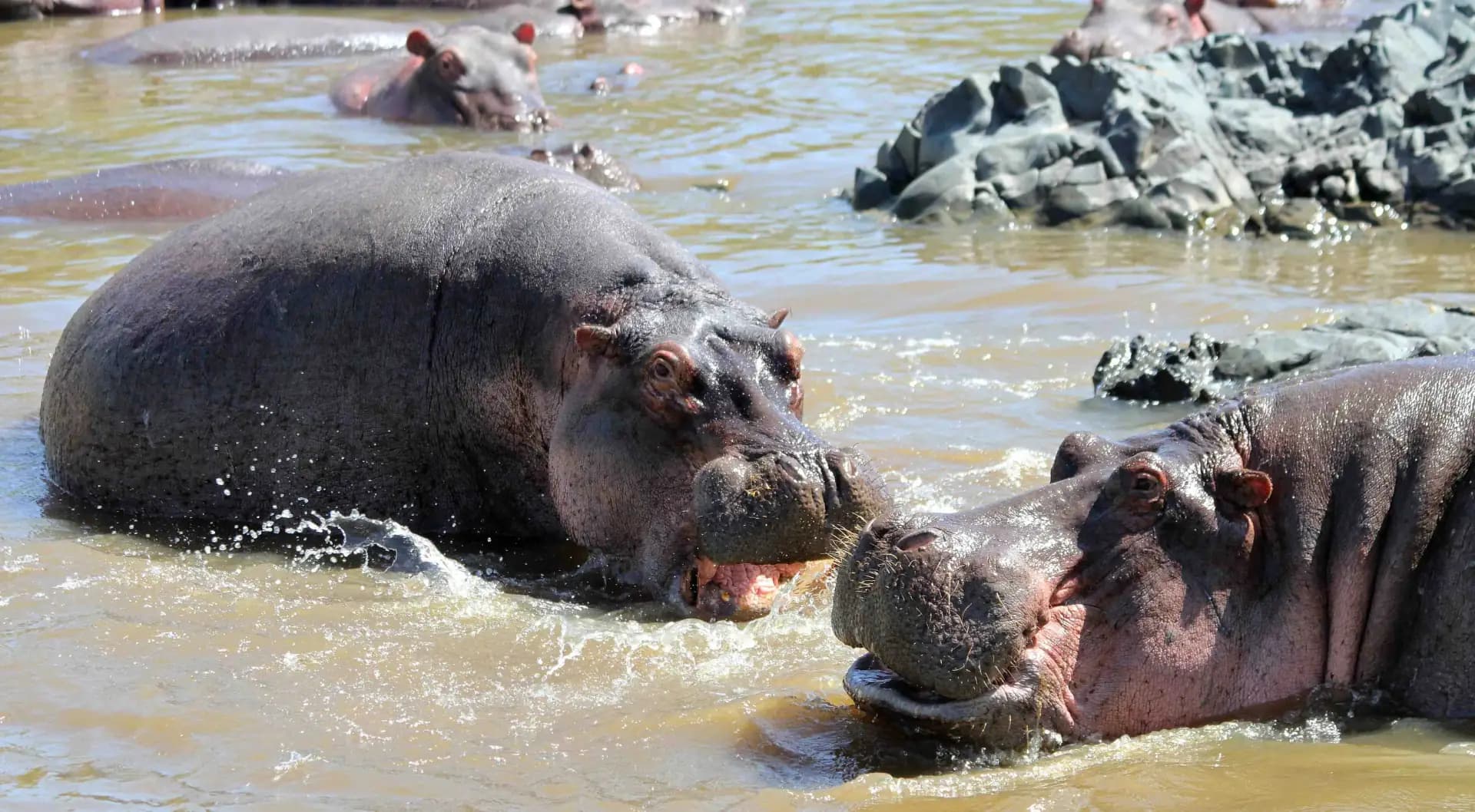 Family Adventure in the African Wilderness