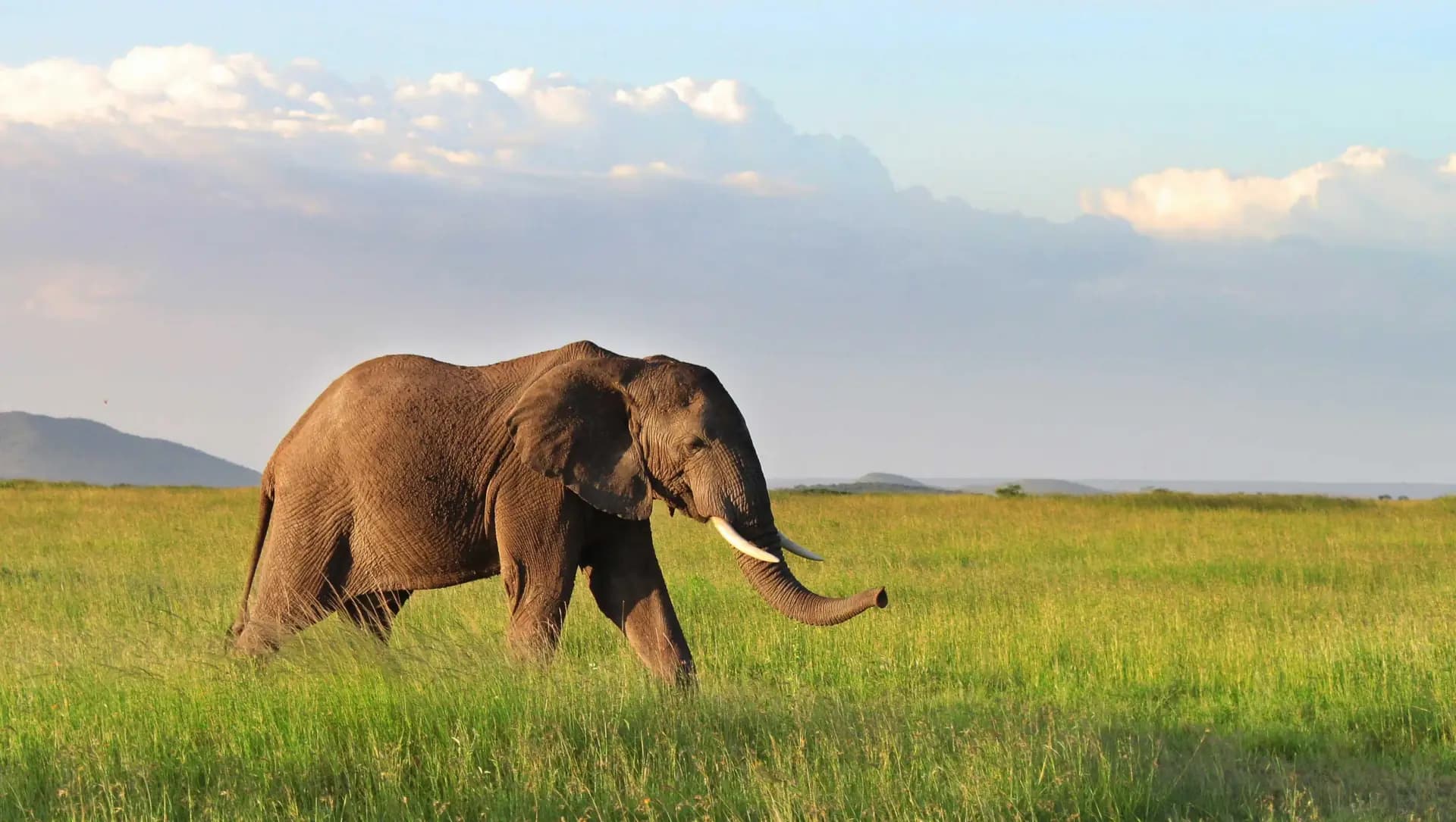 Tarangire — elephant herd in the open landscape