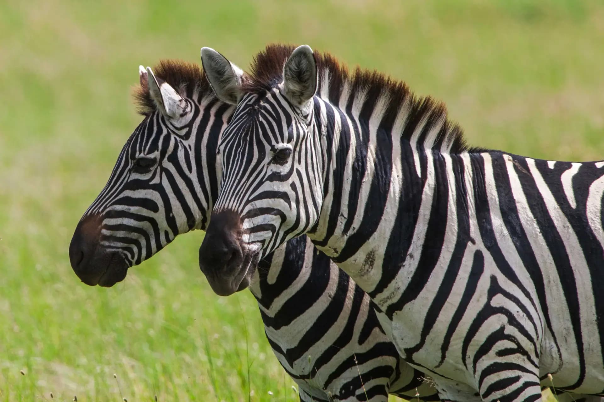 Zebra pair — Tanzania wildlife year-round