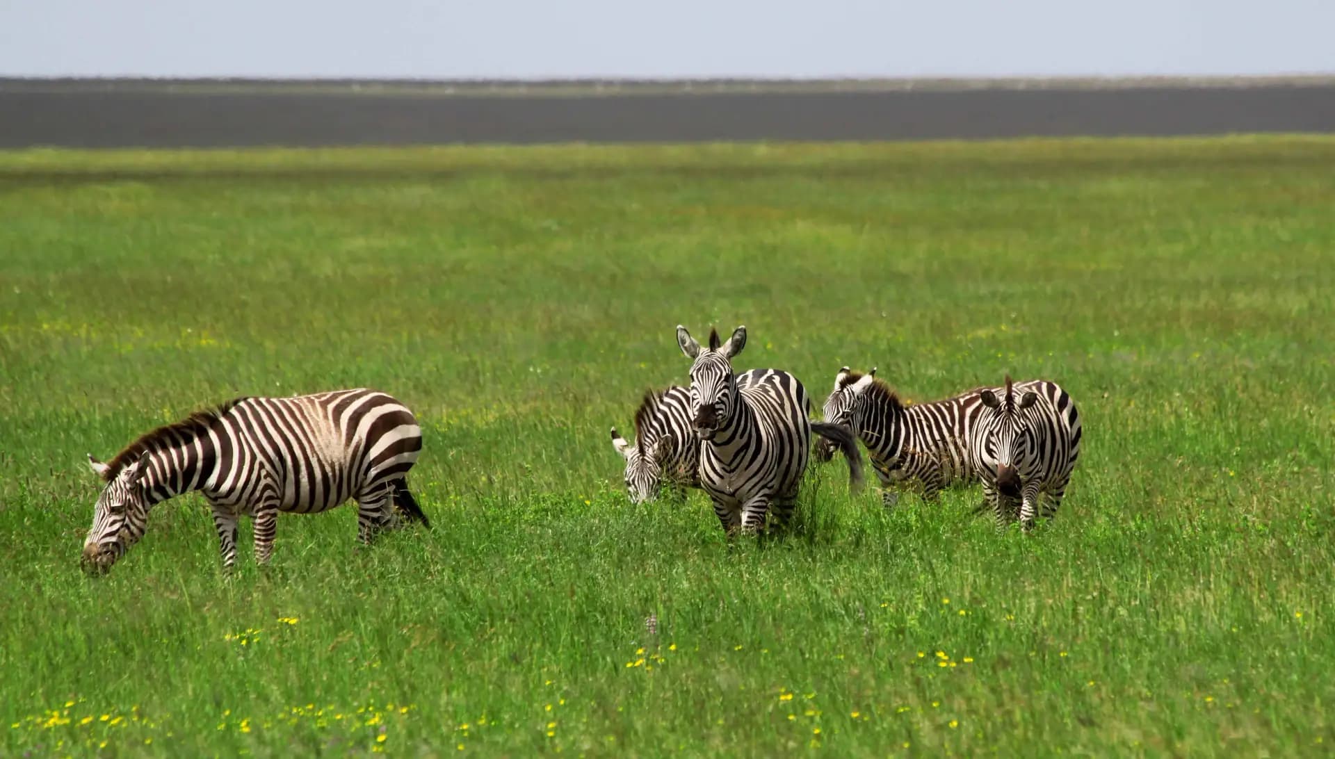 Ngorongoro Crater floor — zebra herd on the volcanic grassland