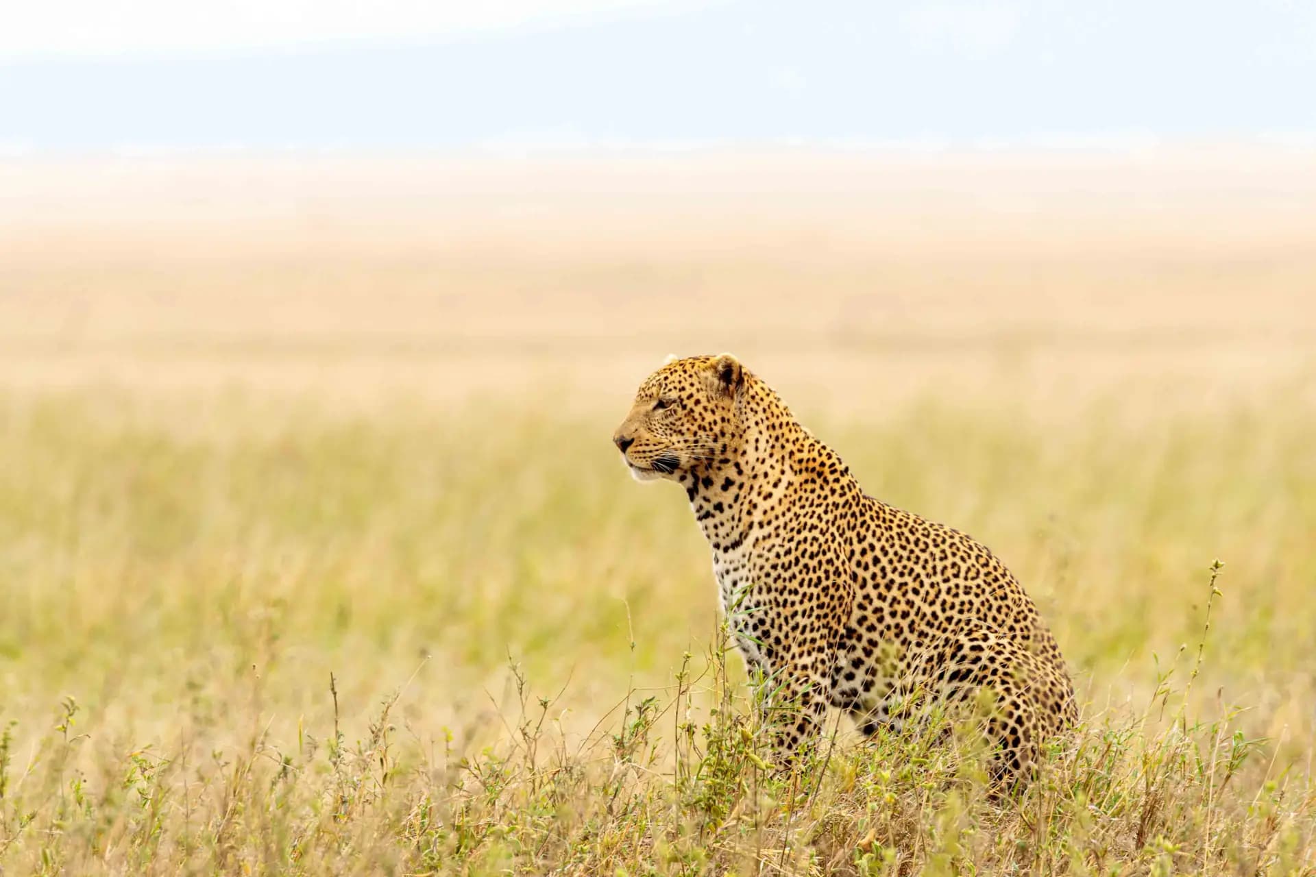 Honeymoon — leopard resting in golden Serengeti grass