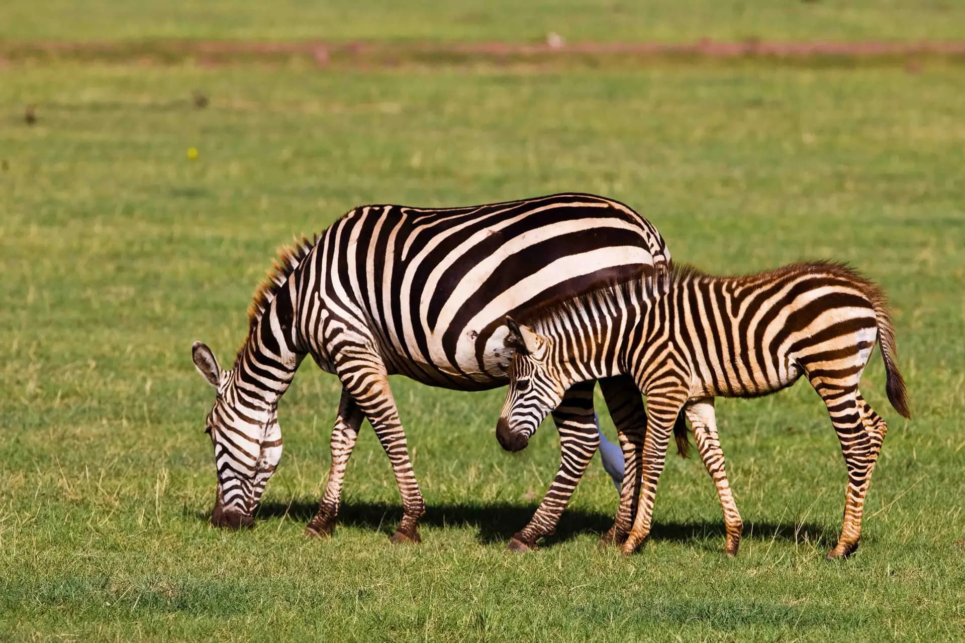 From Arusha to the Serengeti - Complete Northern Safari