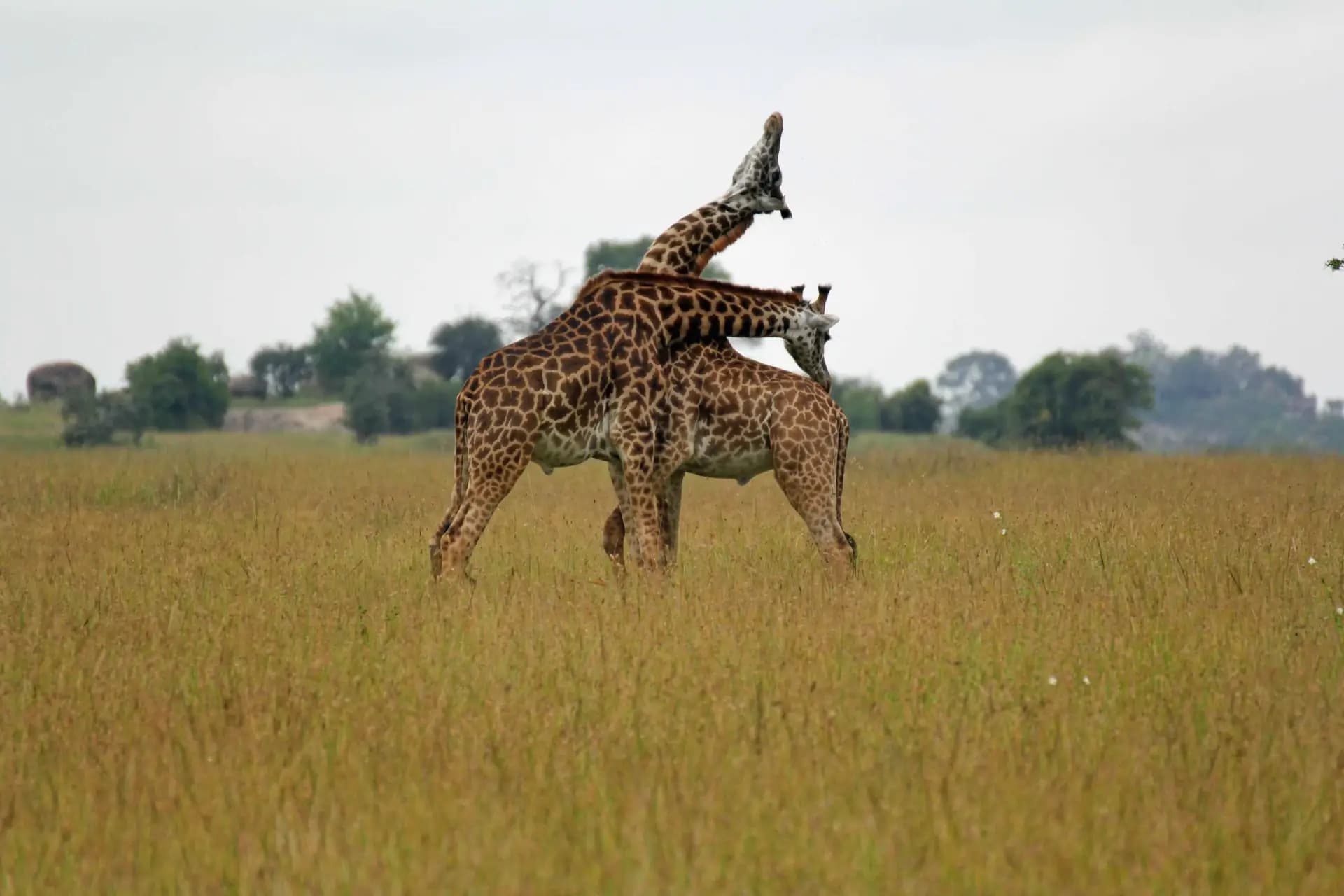 The House of Safari Ecstasy
