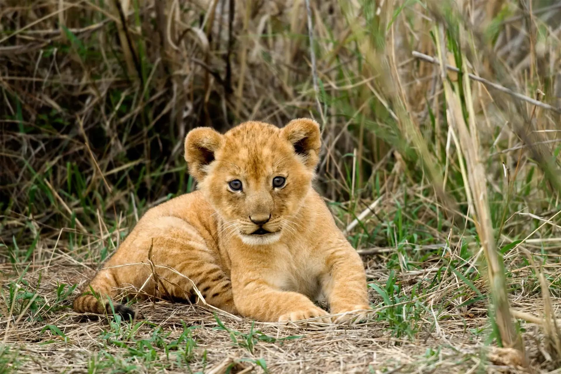Serengeti walking safari — savanna plains at golden hour