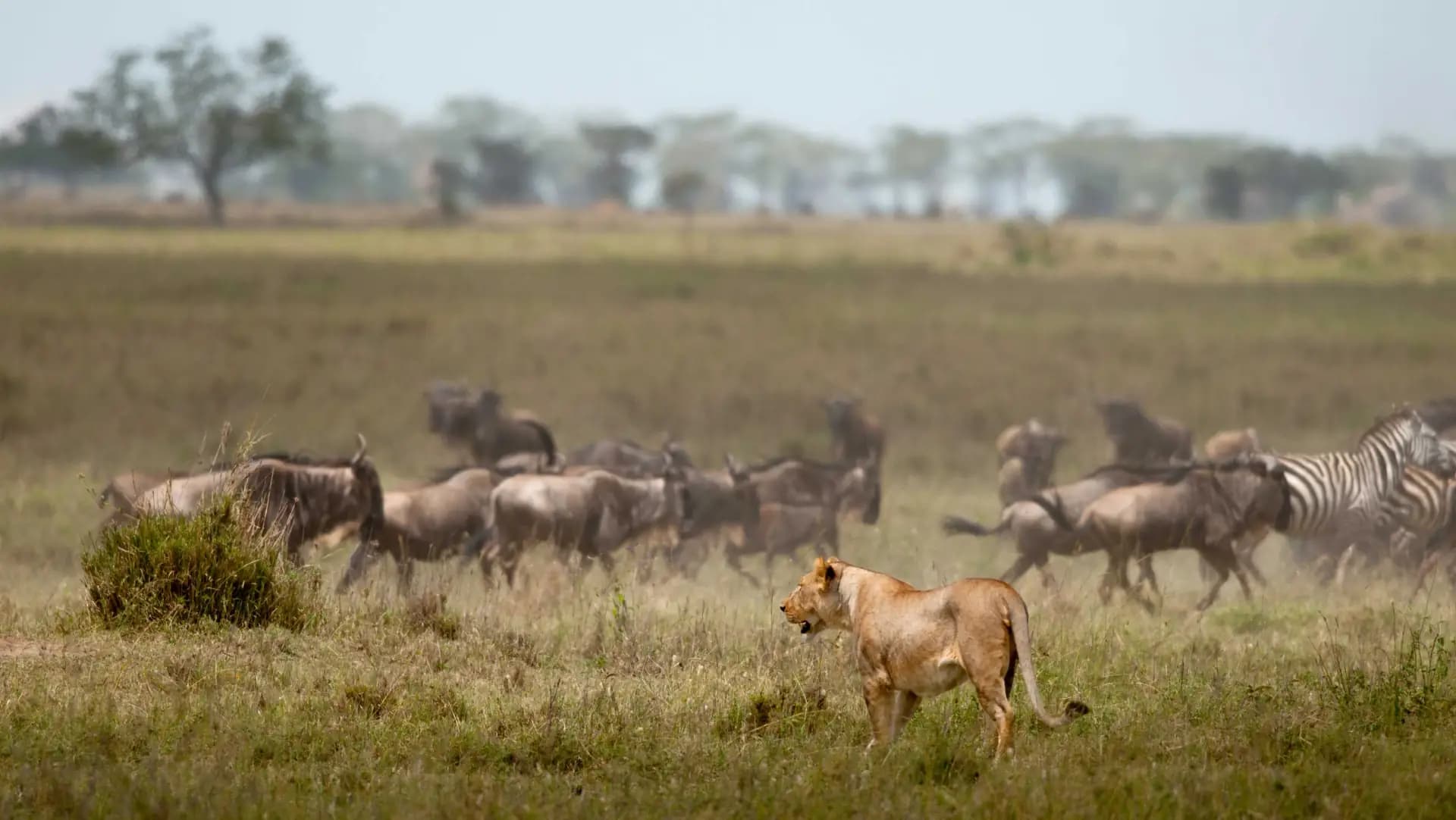 Lioness on the Serengeti plains