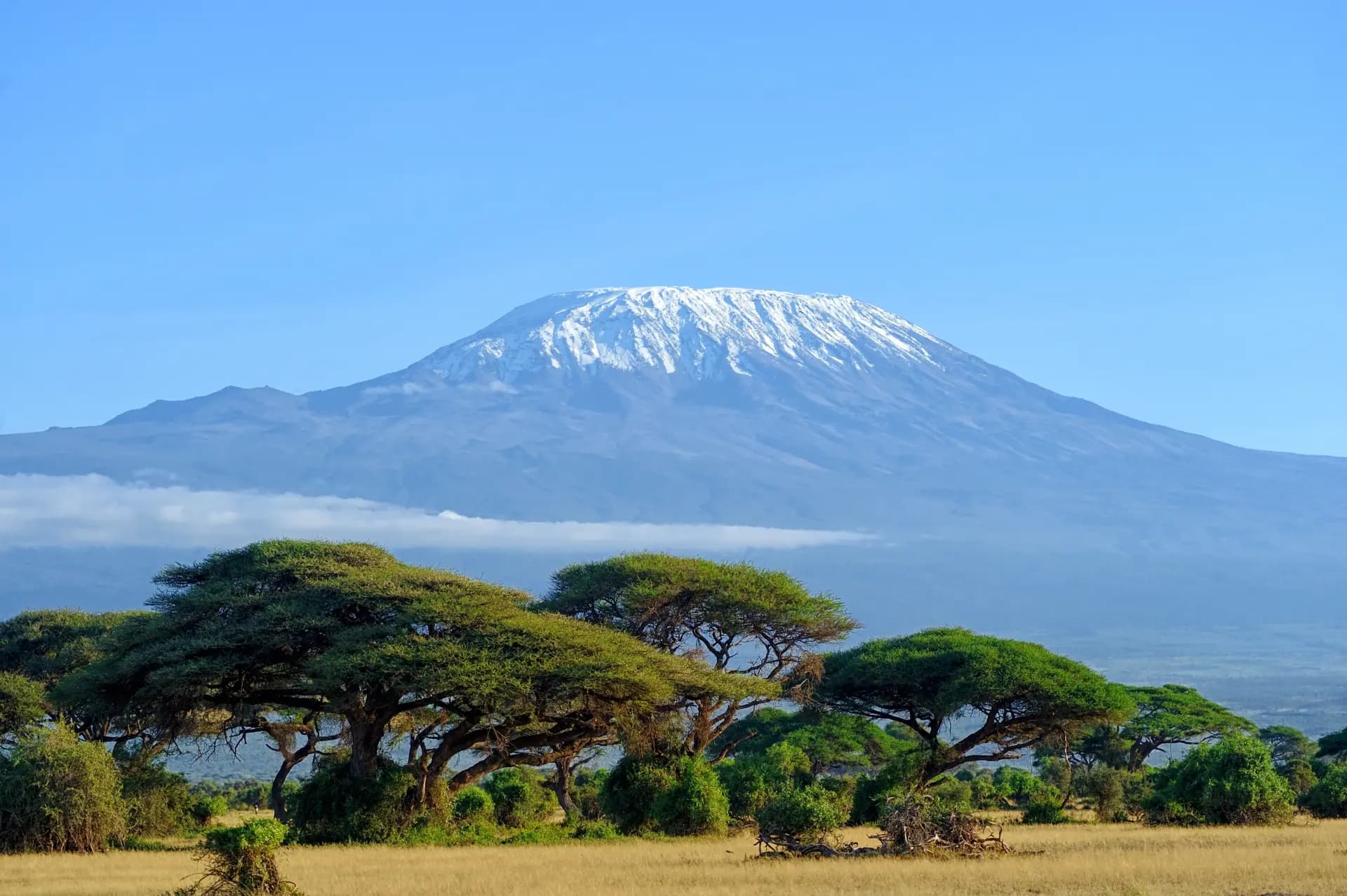 Mount Kilimanjaro with flat-top acacia trees