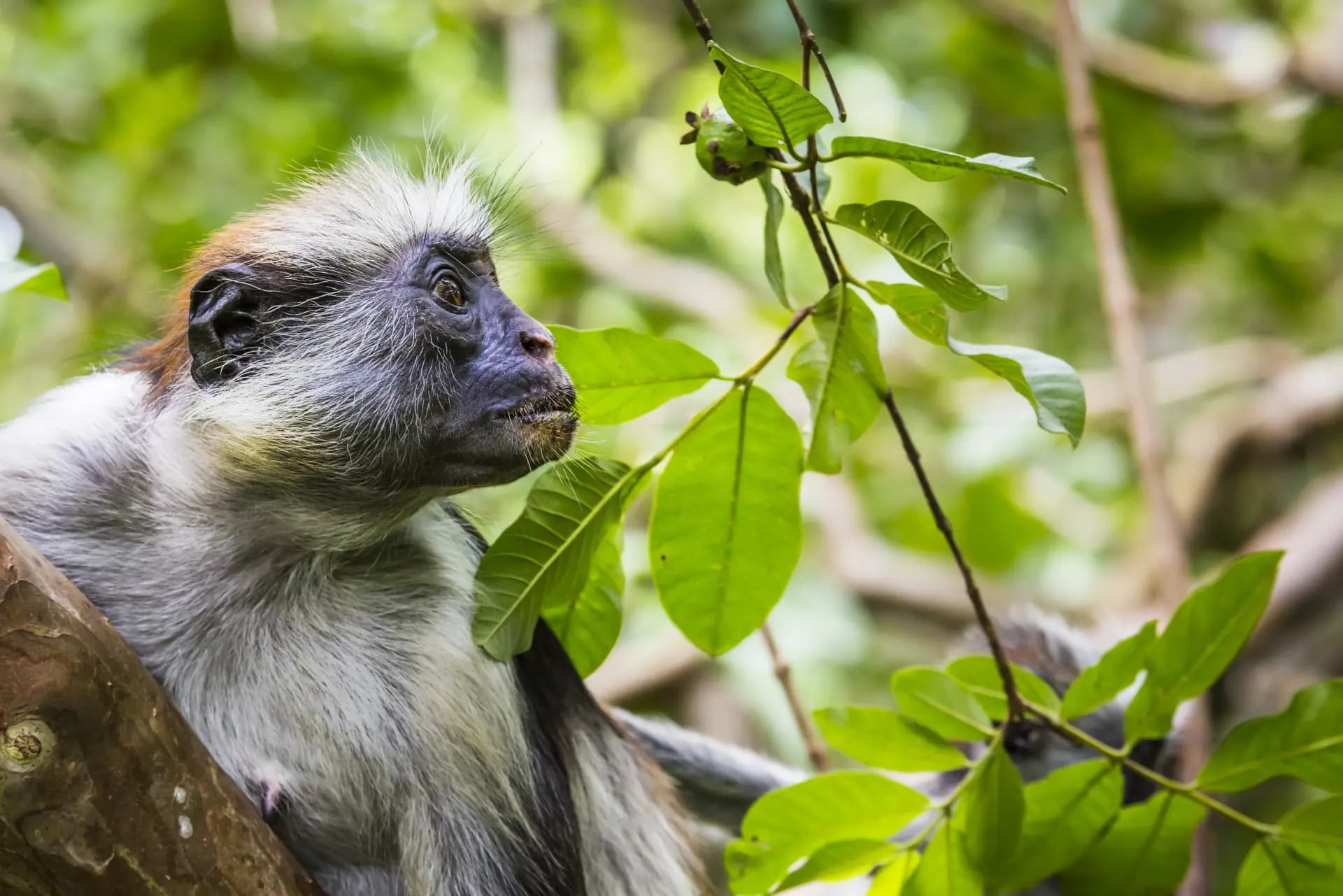 Zanzibar Red Colobus monkey — found only in Jozani Forest