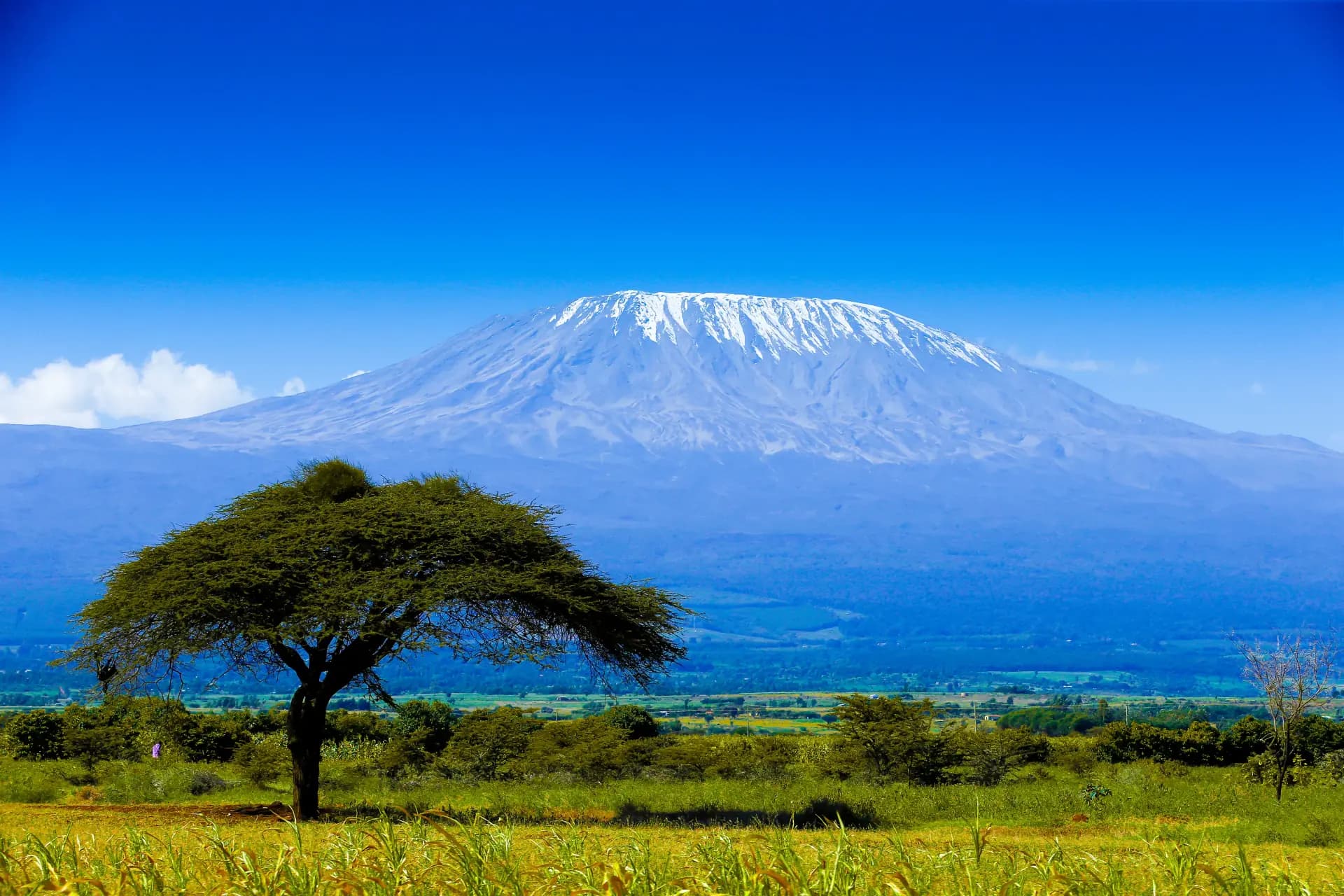 Kilimanjaro group departure — mountain and acacia tree at sunrise