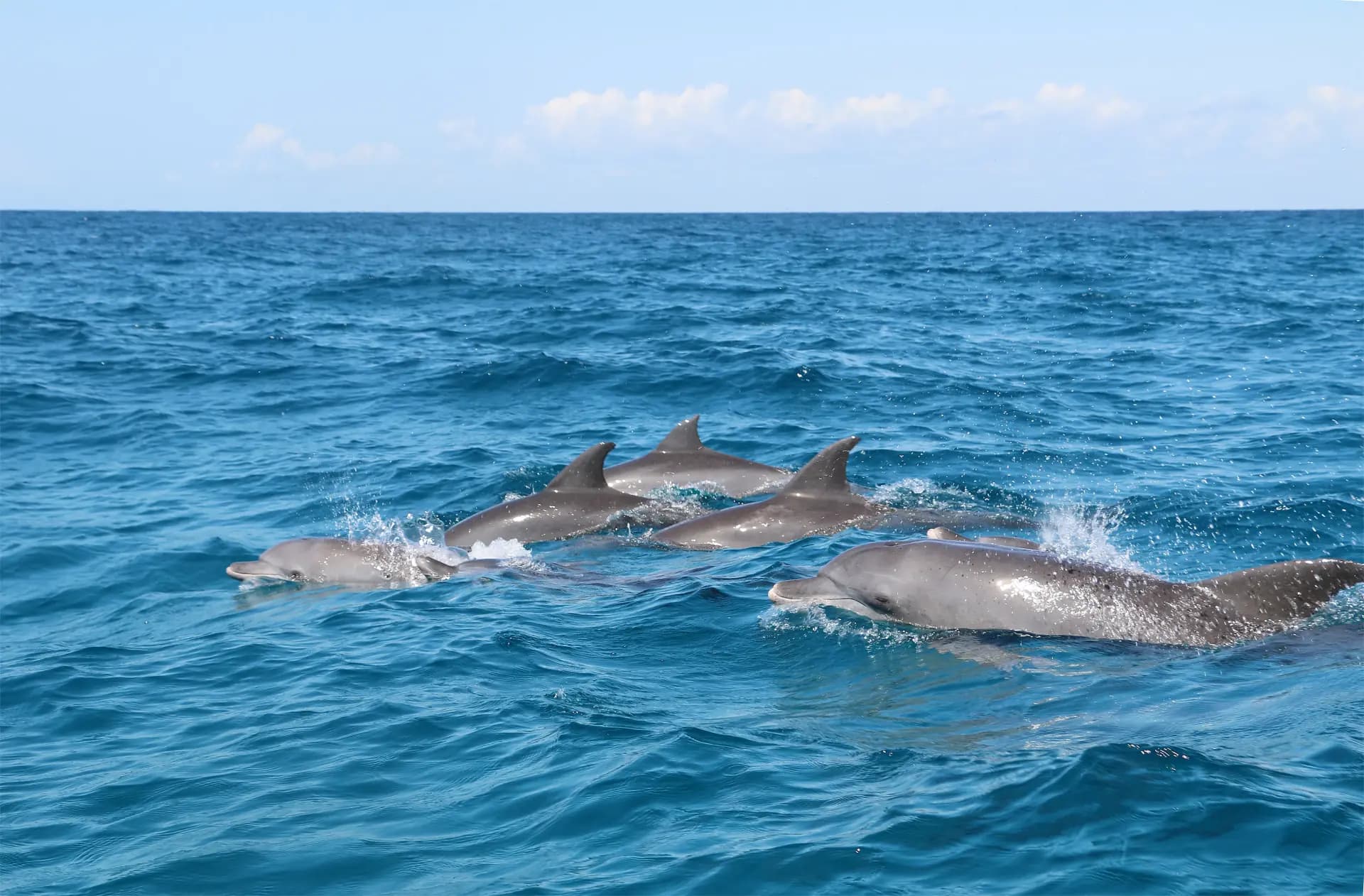 Spinner dolphins jumping in the Indian Ocean off Zanzibar